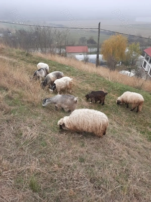 Capre și oi - imagine 4