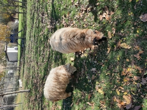 Capre și oi - imagine 5