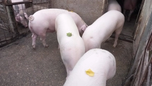 Porci de vânzare   Sat Solacolu, jud. Călărași (40 min de București)