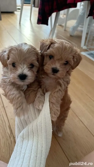 maltipoo poodle apricot mini toy  - imagine 2
