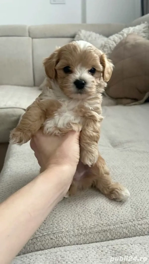 maltipoo poodle apricot mini toy  - imagine 3
