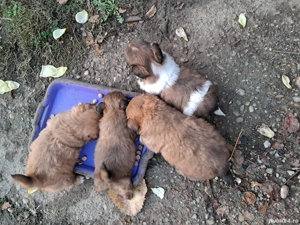 Vând căței Pechinezi 