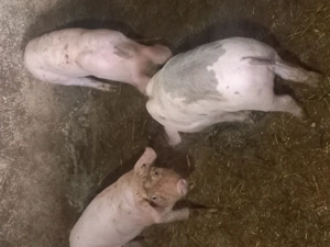 Purcei de vanzare marele alb cu petran.