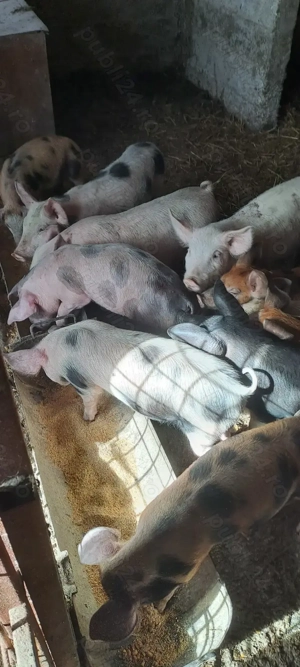 Purcei de vanzare-  - imagine 5