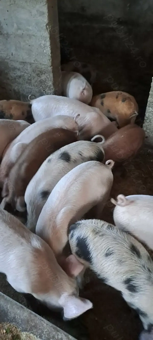 Purcei de vanzare-  - imagine 2