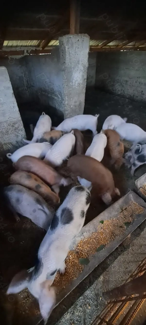 Purcei de vanzare-  - imagine 3