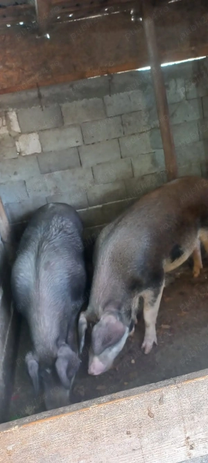 Porci de vânzare 
