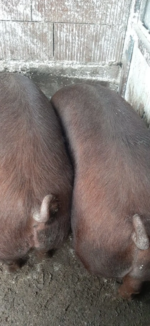 Vând porci! - imagine 3