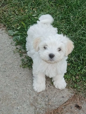 Băieței și fetițe bichon maltez 