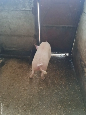 vind grosti 40-45 kg - imagine 2