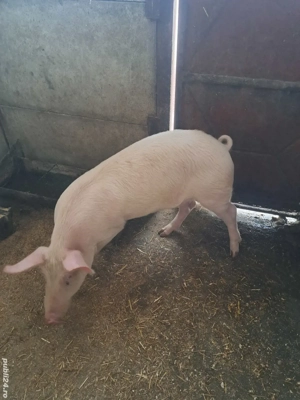 vind grosti 40-45 kg