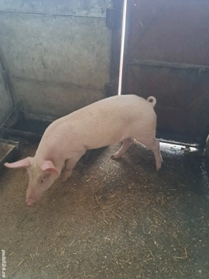 vind grosti 40-45 kg - imagine 3