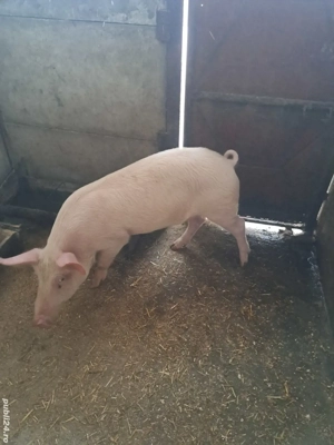 vind grosti 40-45 kg - imagine 4