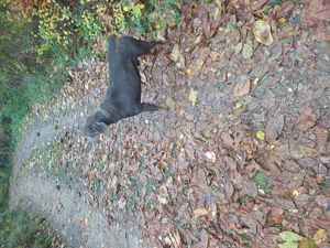 Vând câine bun de curte sau schimb cu tekel