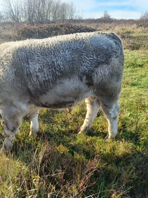 Vand un taur si doi taurasi  - imagine 3