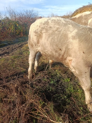 Vand un taur si doi taurasi  - imagine 4