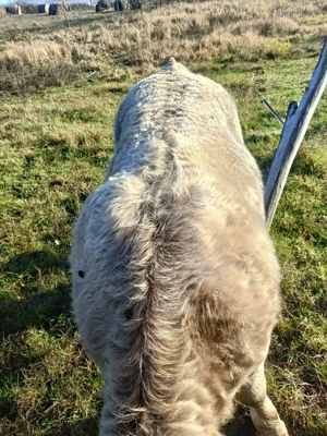 Vand un taur si doi taurasi  - imagine 2