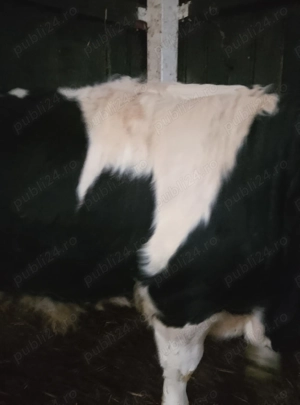 vand vitel de carne pt taiat de cca 320 kg - imagine 4