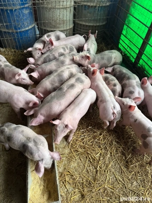 vand scrofite si vierusi - imagine 4