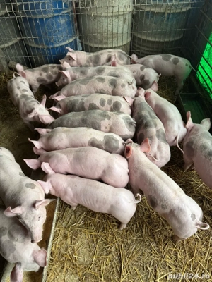 vand scrofite si vierusi - imagine 3