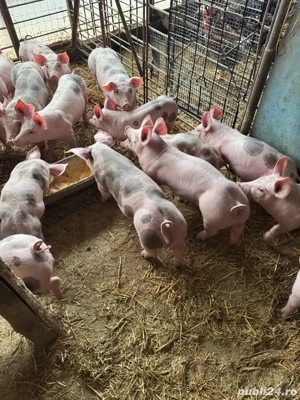 vand scrofite si vierusi - imagine 5