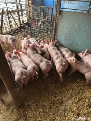 vand scrofite si vierusi