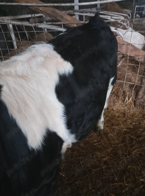 vand vitel de carne pt taiat de cca 320 kg - imagine 5