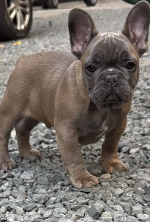 Buldog Francez mascul