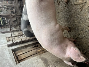  Vând porc. Rasa de carne.  17 lei per kg  în viu  - imagine 4