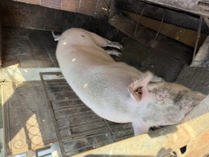 De vănzare porc pic cu Pietrean - imagine 2