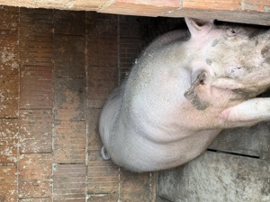 De vănzare porc pic cu Pietrean