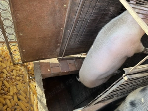 De vănzare porc pic cu Pietrean - imagine 3