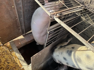 De vănzare porc pic cu Pietrean - imagine 5