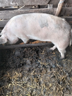 De vânzare porc  - imagine 3