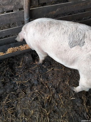 De vânzare porc  - imagine 2