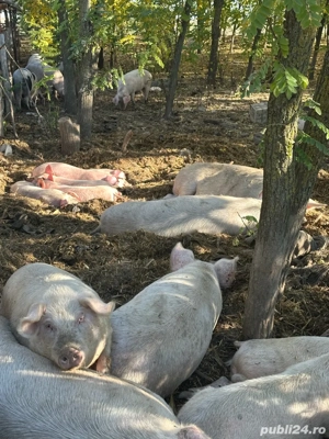 Vand porci grasi intre 120-170 kg  - imagine 2