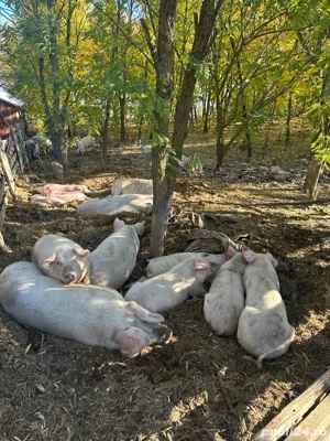 Vand porci grasi intre 120-170 kg  - imagine 5