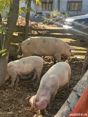 Vand porci grasi intre 120-170 kg 