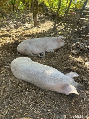 Vand porci grasi intre 120-170 kg  - imagine 3