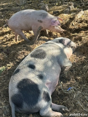 Vand porci grasi intre 120-170 kg  - imagine 4