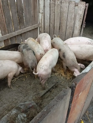 Vând purcei rasa de carne - imagine 3