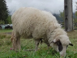 oaie 3 ani Vatra Dornei - eventual schimb cu caș ori alte produse la a doua oaie - imagine 2