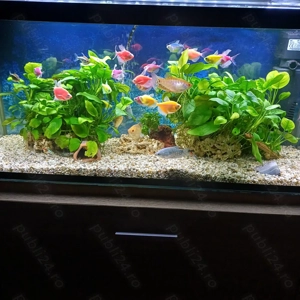 Vand acvarii echipate complet