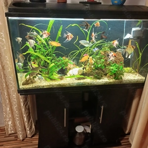 Vand acvarii echipate complet - imagine 2