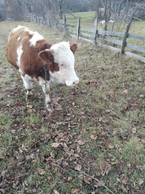 Vand vitel crescut bio - imagine 2