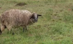 oaie 3 ani Vatra Dornei - eventual schimb cu caș ori alte produse la a doua oaie - imagine 4