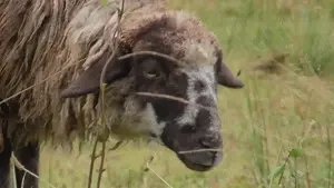 oaie 3 ani Vatra Dornei - eventual schimb cu caș ori alte produse la a doua oaie - imagine 3