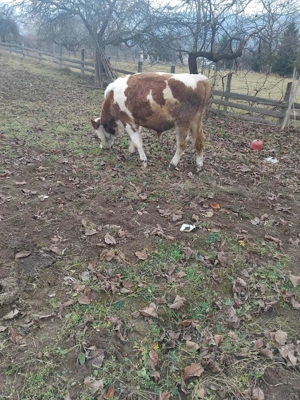 Vand vitel crescut bio - imagine 5