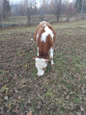 Vand vitel crescut bio - imagine 4