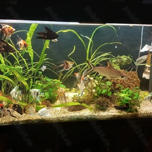 Vand acvarii echipate complet - imagine 3